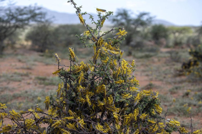 La plaga de llagostes del desert arrasa camps i arriba al Sudan del Sud