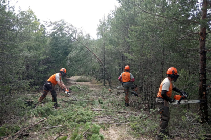 Operaris treballant en la neteja de la massa forestal.