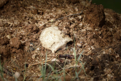 Un crani al costat d'una fossa