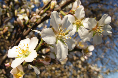 Fotografía de almendros en flor en el Segrià.