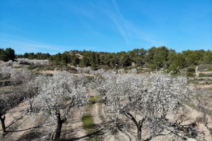 Fotografia d’ametllers en flor al Segrià.