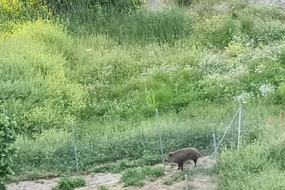 Imágenes que muestran al jabalí paseando por la zona del Parc de l’Aigua. A la derecha, tras ser abatido por los Agentes Rurales. 