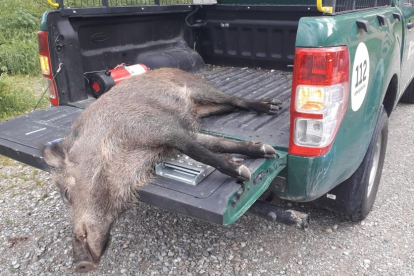 Imágenes que muestran al jabalí paseando por la zona del Parc de l’Aigua. A la derecha, tras ser abatido por los Agentes Rurales. 