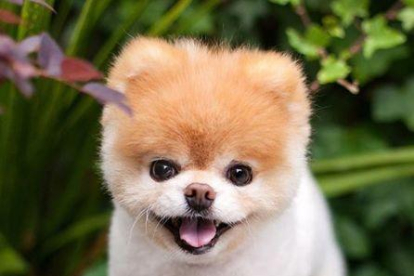 Mor Boo, el gos més bonic del planeta