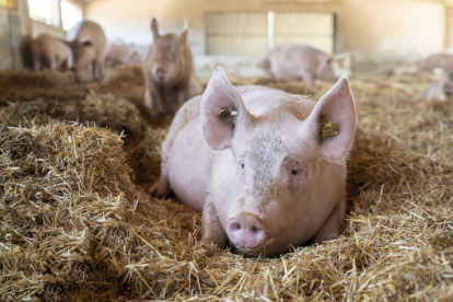 El sector porcino también apuesta por la producción ecológica.