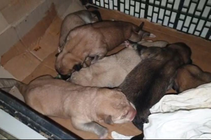 Imatge dels gossos rescatats dimecres a Alcarràs.