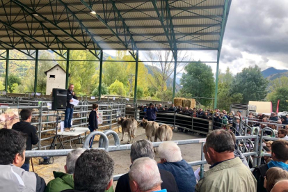Els exemplars de vaca bruna van partir d’un preu de 650 euros en la subhasta.