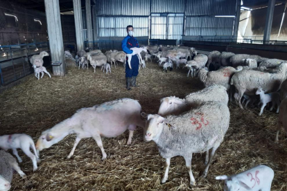 Un productor d’oví en una explotació d’Alcarràs.