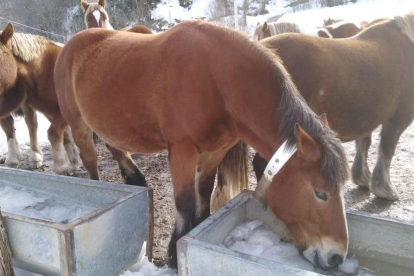 Imatge de cavalls en un abeurador gelat a Bellver de Cerdanya.
