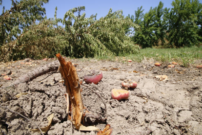 Imagen de archivo de árboles arrancados en una explotación de Menarguens.