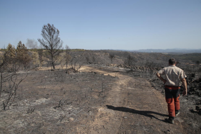 El gran incendio del Ebro  -  Un agricultor de Maials, en una finca arrasada por el gran incendio del Ebro en este municipio, donde el fuego arrasó unas 900 hectáreas de olivos y almendros el pasado verano. 