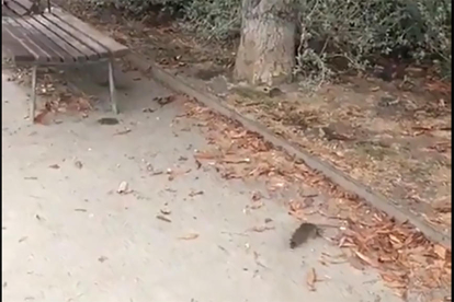 Imagen de una rata en el Parc sobre les Vies, ayer. 