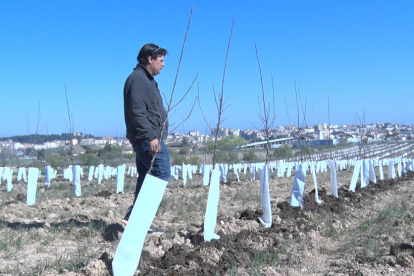 Un agricultor de Tàrrega conrea l'única plantació de poma ecològica de l'Urgell