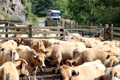 Un ramat de vaques, a l'espera de ser carregat en un camió.