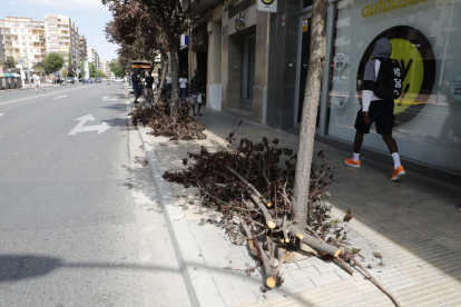 Ramas de árboles que cayeron o que tuvieron que ser cortadas en la calle Balmes de Lleida. 