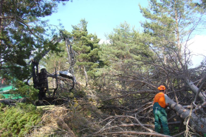 Imatge d’arxiu d’una actuació de neteja forestal a l’Alt Urgell.