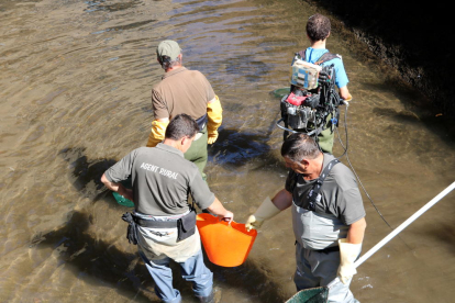 Agentes rurales y personal de Forestal Catalana haciendo un rescate de truchas en el canal de la central de la Pobla de Segur.