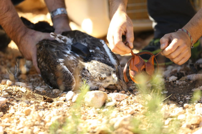 El Centre de Vallcalent aconsegueix el primer alliberament d'una àguila cuabarrada electrocutada