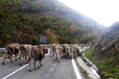 Un ramat de vaques baixant de la muntanya de Lladorre, al Pallars Sobirà, durant el setembre del 2020.
