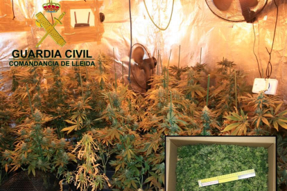 Vista de la plantación de marihuana hallada en una parcela cercana a Lleida ciudad. 