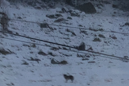 Imatge del passat dia 15 del llop a la boca sud del túnel de Vielha.