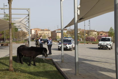 El poni mostró una actitud dócil en todo momento.