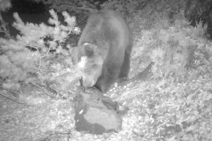 Fotografía nocturna del oso Cachou, captada por una cámara automática el pasado mes de octubre.