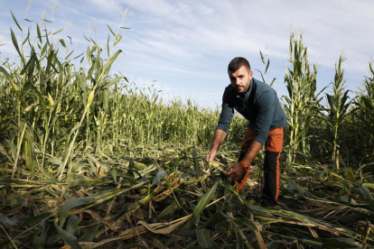 El payés Toni Martínez muestra daños causados por jabalíes en campos de maíz.