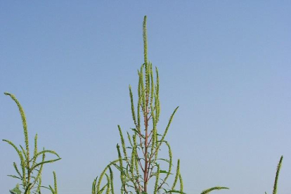 Una planta invasora resistente a herbicidas infesta campos de maíz de Lleida y Huesca
