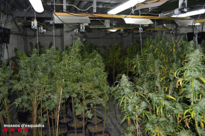 Dos detinguts per cultivar marihuana a l'interior d'un magatzem de Lleida