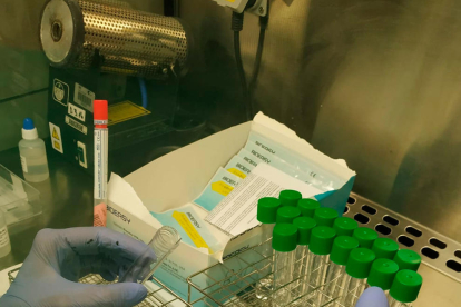 Análisis de pruebas PCR en el laboratorio de un hospital catalán.