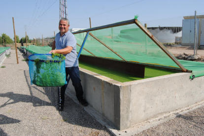 Àngel Porta, socio de la empresa, muestra las lentejas de agua en las instalaciones de Vila-Sana.