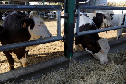 Una vaca menja el pinso adaptat per reduir emissions de gasos, ahir a la granja d’Alcarràs.