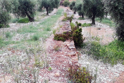 Las granizadas del sábado por la tarde afectan a 4.170 hectáreas de cultivo, principalmente en el Urgell y Les Garrigues
