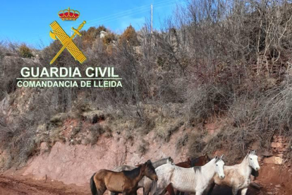 Denuncian una explotación ganadera de Soriguera por el mal estado de ocho caballos