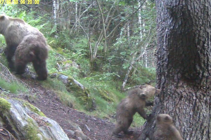 Imagen de archivo de crías de oso en Alt Àneu, captadas por técnicos del proyecto Piroslife en 2017.