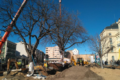 Gran expectació pel trasplantament dels dos arbres davant l'estació de Lleida