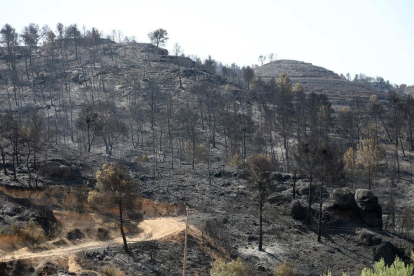 Bosc devastat a la Ribera d’Ebre.