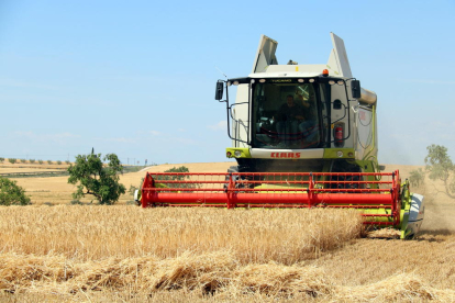 Máquina cosechadora en un campo del término municipal de Alfés.