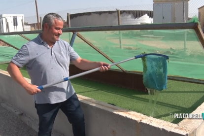 Cultius de llenties d'aigua per frenar l'excedència de purins a Vila-sana