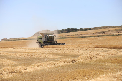 Cosechadora de cereal en un campo de Alfés, hace unos días.
