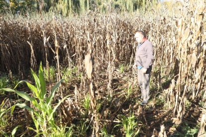 Adrià Huguet muestra una zona de un campo de maíz que ha sido arrasada por los jabalíes. 