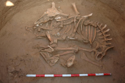 Una mujer enterrada con dos zorros en el yacimiento de Minferri.