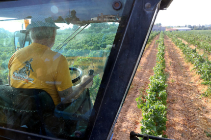 Imatge d’un agricultor treballant amb el tractor en una finca de vinyes.