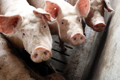 Imagen de cerdos tomada en una de las granjas de la localidad del Alcarràs.