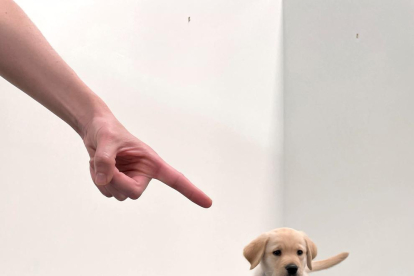 Els gossos naixen preparats per comunicar-se amb les persones