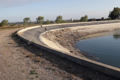 El canal de Urgell ampliará los sistemas de protección para evitar que se ahoguen animales salvajes