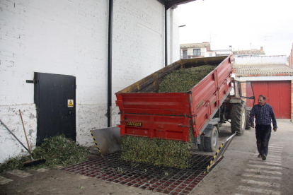 Labores de descarga de olivas la pasada campaña en Maials.