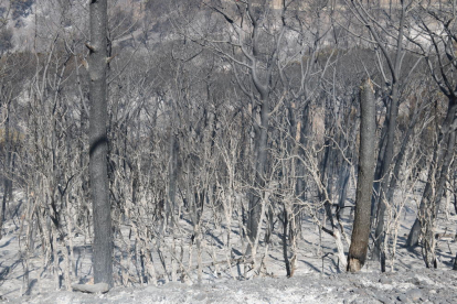 Els Bombers donen per estabilitzat l'incendi forestal de Capellades