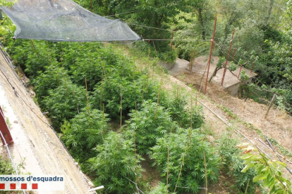 Los Mossos detienen a dos personas acusadas de cultivar marihuana en dos viviendas de la Noguera
